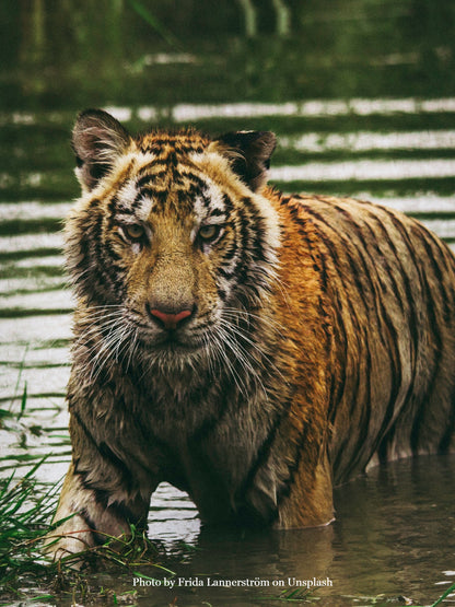 "Royal Bengal Tiger Print",  Plain Journal, Handmade From Water Hyacinth